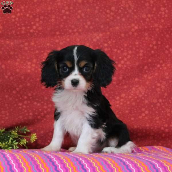 Chocolate Swirl, Cavalier King Charles Spaniel Puppy